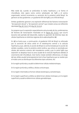 430
Más tarde (c), cuando se profundiza la bolsa hipofisaria y se forma el
infundíbulo, éste opera como centro señalizador de Fgf8 y el centro
organizador ventral incrementa su secreción de la proteína señal Bmp2. Se
generan así dos gradientes: un gradiente DV de Fgf8 y uno VD de Bmp2.
Ambos gradientes generan una expresión diferencial de factores transcripción
“de expresión dorsal” y “de expresión ventral” que instalan zonas con diferente
identidad (Fig. SC 12-2-1 C y Fig. SC 12-2-2).
Se propone que la expresión espacialmente estructurada de las combinatorias
de factores de transcripción mostradas en la figura SC 12-2-2, que ocurre
durante este período del desarrollo, explica la aparición de distintos tipos de
células hipofisarias en distintas regiones de la adenohipófisis (d).
En (d) se ilustra que, a continuación, el gradiente VD de Bmp2 es reforzado
por la secreción de dicha señal en el mesénquima ventral a la vesícula
hipofisaria y que, además, la acción de Bmp2 es contrarrestada por la acción de
señales caudales, como la proteína señal cordina, que ahora es secretada por
células del extremo anterior del mesodermo cordal y por la señal Fgf8 cuya
expresión se desplaza hacia la zona caudal de la vesícula hipofisaria debido al
crecimiento del infundíbulo. Este hecho instala también diferencias a lo largo
del eje céfalo-caudal (anteroposterior) de la fosa hipofisaria que se revelan por
el modo como se distribuyen los diferentes tipos celulares. Así:
En la región profunda y caudal se determinan células melatonotropas.
En la región profunda y cefálica, células corticotropas.
En la región intermedia se forman células lactotropas y somatotropas.
En la región superficial y cefálica se determinan células tirotropas y en la región
superficial y caudal se determinan células gonadotropas.
 