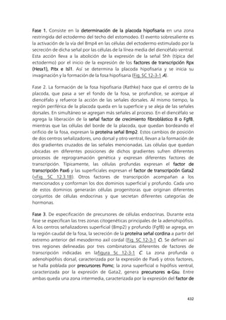 432
Fase 1. Consiste en la determinación de la placoda hipofisaria en una zona
restringida del ectodermo del techo del estomodeo. El evento sobresaliente es
la activación de la vía del Bmp4 en las células del ectodermo estimulado por la
secreción de dicha señal por las células de la línea media del diencéfalo ventral.
Esta acción lleva a la abolición de la expresión de la señal Shh (típica del
ectodermo) por el inicio de la expresión de los factores de transcripción Rpx
(Hesx1), Pitx e Isl1. Así se determina la placoda hipofisaria y se inicia su
invaginación y la formación de la fosa hipofisaria (Fig. SC 12-3-1 A).
Fase 2. La formación de la fosa hipofisaria (Rathke) hace que el centro de la
placoda, que pasa a ser el fondo de la fosa, se profundice, se acerque al
diencéfalo y refuerce la acción de las señales dorsales. Al mismo tiempo, la
región periférica de la placoda queda en la superficie y se aleja de las señales
dorsales. En simultáneo se agregan más señales al proceso. En el diencéfalo se
agrega la liberación de la señal factor de crecimiento fibroblástico 8 o Fgf8,
mientras que las células del borde de la placoda, que quedan bordeando el
orificio de la fosa, expresan la proteína señal Bmp2. Estos cambios de posición
de dos centros señalizadores, uno dorsal y otro ventral, llevan a la formación de
dos gradientes cruzados de las señales mencionadas. Las células que quedan
ubicadas en diferentes posiciones de dichos gradientes sufren diferentes
procesos de reprogramación genética y expresan diferentes factores de
transcripción. Típicamente, las células profundas expresan el factor de
transcripción Pax6 y las superficiales expresan el factor de transcripción Gata2
(>Fig. SC 12.3.1B). Otros factores de transcripción acompañan a los
mencionados y conforman los dos dominios superficial y profundo. Cada uno
de estos dominios generarán células progenitoras que originan diferentes
conjuntos de células endocrinas y que secretan diferentes categorías de
hormonas.
Fase 3. De especificación de precursores de células endocrinas. Durante esta
fase se especifican las tres zonas citogenéticas principales de la adenohipófisis.
A los centros señalizadores superficial (Bmp2) y profundo (Fgf8) se agrega, en
la región caudal de la fosa, la secreción de la proteína señal cordina a partir del
extremo anterior del mesodermo axil cordal (Fig. SC 12-3-1 C). Se definen así
tres regiones delineadas por tres combinatorias diferentes de factores de
transcripción indicadas en lafigura Sc 12-3-1 C. La zona profunda o
adenohipófisis dorsal, caracterizada por la expresión de Pax6 y otros factores,
se halla poblada por precursores Pomc; la zona superficial o hipófisis ventral,
caracterizada por la expresión de Gata2, genera precursores α-Gsu. Entre
ambas queda una zona intermedia, caracterizada por la expresión del factor de
 