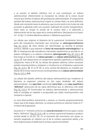 441
y se asocian al epitelio celómico con el cual constituyen un esbozo
adrenocortical. Ulteriormente se incorporan las células de la cresta neural
troncal que forman el esbozo del parénquima adrenomedular. El componente
epitelial del esbozo adrenocortical origina la corteza fetal y la zona definitiva.
Desde este momento hasta la adrenarca, que ocurre recién a los 6 años de vida
posnatal, la glándula sufre una sucesión ordenada de eventos histogenéticos.
Entre estos se incluye la atrofia de la corteza fetal y el desarrollo y
diferenciación de las tres capas de la corteza definitiva. Descripción en el texto.
AT.: en fig.1 C cambiar Blastema adrenal => Blastema suprarrenal
Las células que originan el blastema de la suprarrenal inicialmente forman
parte del mesodermo intermedio que constituye un adrenogononefrotomo
(Fig. SC 12-5-1 A). Estas células son identificadas, ya durante el período
somítico, debido a que expresan el factor de transcripción esteroidogénico 1 o
Sf1. El mesénquima del mesodermo intermedio rápidamente se escinde en un
esbozo nefrógeno y un esbozo o blastema adrenogonadal (Fig. SC 12-5-1 B).
Éste luego se escinde en un esbozo gonadal y un esbozo adrenocortical (Fig. SC
12-5-1 C). Este esbozo tiene un componente epitelial superficial y un blastema
subyacente. Hacia la 8ª SD, las células del epitelio celómico sufren transición
epitelio-mesenquimática y empiezan a introducirse en el blastema suprarrenal
(Fig. SC 12-5-1 D). En la 9ª SD, la zona central del blastema es invadido por
células de la cresta neural troncal constituyéndose así el esbozo adrenomedular
(Fig. Sc 12-5-1 D-E).
Las células del epitelio celómico del esbozo adrenocortical que invadieron el
blastema se organizan entonces en dos capas alrededor del esbozo
adrenomedular: una capa fetal o profunda (zona fetal) y una capa superficial o
“definitiva” (precursora de las capas definitivas) que se diferencia más tarde
(Fig. SC 12-5-1 F). Constituidos los esbozos adrenomedular y adrenocortical,
todo el complejo es rodeado o encapsulado por tejido mesenquimático más
compacto o cápsula.
La zona fetal prolifera activamente y alcanza un tamaño proporcionalmente
mayor que el de etapas ulteriores. La corteza aumenta en volumen hasta el 3.er
trimestre de la gestación.
Durante el 3.er
trimestre se forma una zona de transición entre las capas o zonas
fetal y “definitiva” (Fig. SC 12-5-1 G). La corteza suprarrenal empieza a producir
cortisol desde la 24-26.ª SD. En el momento del nacimiento aún posee un
tamaño exagerado en relación con el de la corteza suprarrenal adulta y los
otros órganos (pesa el doble que la corteza suprarrenal adulta).
 
