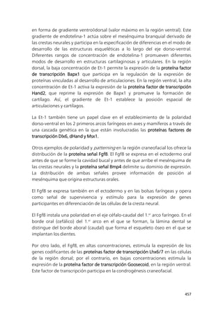 457
en forma de gradiente ventrodorsal (valor máximo en la región ventral). Este
gradiente de endotelina-1 actúa sobre el mesénquima branquial derivado de
las crestas neurales y participa en la especificación de diferencias en el modo de
desarrollo de las estructuras esqueléticas a lo largo del eje dorso-ventral.
Diferentes rangos de concentración de endotelina-1 promueven diferentes
modos de desarrollo en estructuras cartilaginosas y articulares. En la región
dorsal, la baja concentración de Et-1 permite la expresión de la proteína factor
de transcripción Bapx1 que participa en la regulación de la expresión de
proteínas vinculadas al desarrollo de articulaciones. En la región ventral, la alta
concentración de Et-1 activa la expresión de la proteína factor de transcripción
Hand2, que reprime la expresión de Bapx1 y promueve la formación de
cartílago. Así, el gradiente de Et-1 establece la posición espacial de
articulaciones y cartílagos.
La Et-1 también tiene un papel clave en el establecimiento de la polaridad
dorso-ventral en los 2 primeros arcos faríngeos en aves y mamíferos a través de
una cascada genética en la que están involucradas las proteínas factores de
transcripción Dlx6, dHand y Msx1.
Otros ejemplos de polaridad y patterning en la región craneofacial los ofrece la
distribución de la proteína señal Fgf8. El Fgf8 se expresa en el ectodermo oral
antes de que se forme la cavidad bucal y antes de que arribe el mesénquima de
las crestas neurales y la proteína señal Bmp4 delimite su dominio de expresión.
La distribución de ambas señales provee información de posición al
mesénquima que origina estructuras orales.
El Fgf8 se expresa también en el ectodermo y en las bolsas faríngeas y opera
como señal de supervivencia y estímulo para la expresión de genes
participantes en diferenciación de las células de la cresta neural.
El Fgf8 instala una polaridad en el eje céfalo-caudal del 1.er
arco faríngeo. En el
borde oral (cefálico) del 1.er
arco en el que se forman, la lámina dental se
distingue del borde aboral (caudal) que forma el esqueleto óseo en el que se
implantan los dientes.
Por otro lado, el Fgf8, en altas concentraciones, estimula la expresión de los
genes codificantes de las proteínas factor de transcripción Lhx6/7 en las células
de la región dorsal; por el contrario, en bajas concentraciones estimula la
expresión de la proteína factor de transcripción Goosecoid, en la región ventral.
Este factor de transcripción participa en la condrogénesis craneofacial.
 