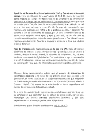 472
Aparición de la zona de actividad polarizante (zAP) y fase de crecimiento del
esbozo. En la constitución de la zAP (véase SC 14.4. El esbozo de miembro
como modelo de campo morfogenético III. La asignación de información
posicional a lo largo del eje cefálo-caudal (anteroposterior)) participan Fgfs
secretados por la Cae y factores de transcripción dHand, Hoxd y Hox8b. La zAP
secreta Shh que estimula la expresión de factores de transcripción que
mantienen la expresión del Fgf10 y de la proteína gremlina 1 (Grem1). Así,
durante la fase de crecimiento del esbozo, por un lado, se mantiene el ciclo de
estimulación recíproca entre Fgf10 y Fgf8 y, por otro, se crea un ciclo de
retroalimentación positiva (estimulación recíproca) entre la Cae y la zAP que se
mantienen mutuamente. Además se bloquea la acción de la Bmp, que inhibiría
a los Fgf de la Cae.
Fase de finalización del mantenimiento de la Cae y la zAP. Hacia el final del
desarrollo del esbozo, la alta actividad de los Fgf sobrepasaría un umbral e
inhibiría, directa o indirectamente, la actividad de la gremlina. Así, las Bmp
inhibirían la acción de los Fgf de la Cae. Ésta involucionaría y ya no mantendría
a la zAP. Otra hipótesis postula que las Bmp estimularían la expresión del factor
de transcripción Tbx y que éste inhibiría la expresión de la proteína gremlina.
Algunos datos experimentales indican que el proceso de asignación de
información posicional a lo largo del eje próximo-distal está asociado a la
generación, en forma sucesiva, de las subpoblaciones celulares que integrarán
las diferentes regiones del miembro desde la zona proximal (hombro) a la distal
(extremo digital). Esta asignación se establecería en forma dependiente del
tiempo de permanencia de las células en la zP.
En la zona de crecimiento del miembro existen señales correspondientes a vías
de señalización que posibilitan que las células de dicha región, por un lado,
mantengan una intensa actividad proliferativa asimétrica y, por otro,
experimenten sucesivas reprogramaciones epigenéticas.
El mecanismo que se propone es el siguiente (Fig. SC 14-3-2):
 