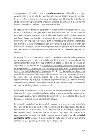 477
suprayacente la formación de una placoda ectodérmica. Dicha placoda ocupa,
durante todo el desarrollo del miembro, el extremo distal o apical del esbozo.
Debido a ello, recibe el nombre de cresta apical ectodérmica (Cae). La Cae se
ubica como un engrosamiento lineal del extremo del esbozo, a lo largo de la
frontera entre las superficies dorsal y ventral de éste.
La adquisición de identidad, por parte del mesénquima y la inducción de la Cae,
en el ectodermo, constituyen las primeras manifestaciones del inicio de las
interacciones necesarias para el desarrollo del miembro. Dichas interacciones se
mantienen hasta que quedan constituidas todas las poblaciones celulares con
la información de posición necesaria para formar todas las regiones anatómicas
del miembro. Si tales interacciones son interrumpidas experimentalmente, por
eliminación de alguno de los dos componentes (por ejemplo: extirpación de la
Cae), el crecimiento del miembro y la formación de sus diferentes regiones se
detiene.
La asignación de información de posición referida al desarrollo del miembro es
un fenómeno que requiere la instalación de al menos tres polaridades: las
correspondientes a los tres ejes anatómicos sobre la base de los cuales se
organizan los tejidos (SC 14.2. El esbozo de miembro como modelo de campo
morfogenético I. Asignación de información posicional y programación
temporoespacial de la morfohistogénesis; SC 14.3. El esbozo de miembro como
modelo de campo morfogenético II. La asignación de información posicional a
lo largo del eje próximo-distal). En esta síntesis nos ocuparemos
específicamente de algunos resultados experimentales que aclaran algunos
aspectos sobre cómo se instala la polaridad cf-cd y cómo se asigna información
de posición a lo largo de dicho eje espacial.
Un modelo muy difundido para el análisis de este fenómeno es el esbozo del
ala (miembro superior) del embrión de pollo y la formación de los dedos que se
distribuyen, precisamente a lo largo del eje cf-cd. Tal eje, en el caso de la mano
humana, se extiende desde el pulgar al meñique.
En la región caudal del borde apical del esbozo ‒a lo largo del cual se halla la
Cae‒ del ala del pollo se ha detectado la existencia de una pequeña población
celular que, al ser extirpada, o ser trasplantada a una región alejada del
extremo del esbozo, determina que no se formen los dedos. Varios resultados
experimentales indican que dicha región, denominada zona de actividad
polarizante (zAP) debido a que instala la polaridad cfcd, es un centro
señalizador que genera gradiente(s) de morfógeno(s).
 