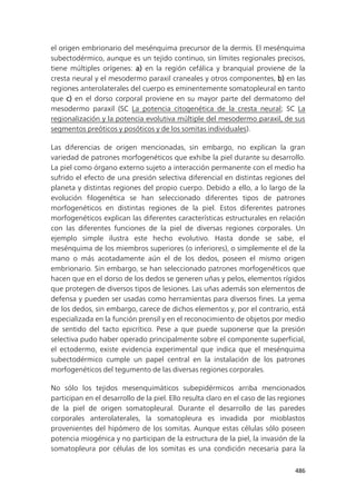 486
el origen embrionario del mesénquima precursor de la dermis. El mesénquima
subectodérmico, aunque es un tejido continuo, sin límites regionales precisos,
tiene múltiples orígenes: a) en la región cefálica y branquial proviene de la
cresta neural y el mesodermo paraxil craneales y otros componentes, b) en las
regiones anterolaterales del cuerpo es eminentemente somatopleural en tanto
que c) en el dorso corporal proviene en su mayor parte del dermatomo del
mesodermo paraxil (SC La potencia citogenética de la cresta neural; SC La
regionalización y la potencia evolutiva múltiple del mesodermo paraxil, de sus
segmentos preóticos y posóticos y de los somitas individuales).
Las diferencias de origen mencionadas, sin embargo, no explican la gran
variedad de patrones morfogenéticos que exhibe la piel durante su desarrollo.
La piel como órgano externo sujeto a interacción permanente con el medio ha
sufrido el efecto de una presión selectiva diferencial en distintas regiones del
planeta y distintas regiones del propio cuerpo. Debido a ello, a lo largo de la
evolución filogenética se han seleccionado diferentes tipos de patrones
morfogenéticos en distintas regiones de la piel. Estos diferentes patrones
morfogenéticos explican las diferentes características estructurales en relación
con las diferentes funciones de la piel de diversas regiones corporales. Un
ejemplo simple ilustra este hecho evolutivo. Hasta donde se sabe, el
mesénquima de los miembros superiores (o inferiores), o simplemente el de la
mano o más acotadamente aún el de los dedos, poseen el mismo origen
embrionario. Sin embargo, se han seleccionado patrones morfogenéticos que
hacen que en el dorso de los dedos se generen uñas y pelos, elementos rígidos
que protegen de diversos tipos de lesiones. Las uñas además son elementos de
defensa y pueden ser usadas como herramientas para diversos fines. La yema
de los dedos, sin embargo, carece de dichos elementos y, por el contrario, está
especializada en la función prensil y en el reconocimiento de objetos por medio
de sentido del tacto epicrítico. Pese a que puede suponerse que la presión
selectiva pudo haber operado principalmente sobre el componente superficial,
el ectodermo, existe evidencia experimental que indica que el mesénquima
subectodérmico cumple un papel central en la instalación de los patrones
morfogenéticos del tegumento de las diversas regiones corporales.
No sólo los tejidos mesenquimáticos subepidérmicos arriba mencionados
participan en el desarrollo de la piel. Ello resulta claro en el caso de las regiones
de la piel de origen somatopleural. Durante el desarrollo de las paredes
corporales anterolaterales, la somatopleura es invadida por mioblastos
provenientes del hipómero de los somitas. Aunque estas células sólo poseen
potencia miogénica y no participan de la estructura de la piel, la invasión de la
somatopleura por células de los somitas es una condición necesaria para la
 