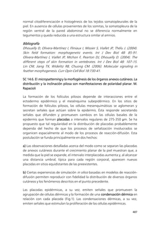 487
normal citodiferenciación e histogénesis de los tejidos somatopleurales de la
piel. En ausencia de células provenientes de los somitas, la somatopleura de la
región ventral de la pared abdominal no se diferencia normalmente en
tegumentos y queda reducida a una estructura similar al amnios.
Bibliografía
Dhouailly D, Olivera-Martínez I, Fliniaux I, Missier S, Viallet JP, Thélu J. (2004).
Skin field formation: morphogenetic events. Int J Dev Biol 48: 85-91.
Olivera-Martínez I, Viallet JP, Michon F, Pearton DJ, Dhouailly D. (2004). The
different steps of skin formation in vertebrates. Int J Dev Biol 48: 107-15.
Lin CM, Jiang TX, Widelitz RB, Chuong CM. (2006). Molecular signaling in
feather morphogenesis. Curr Opin Cell Biol 18:730-41.
SC 14.6. El micropatterning y la morfogénesis de los órganos anexos cutáneos. La
distribución y la inclinación pilosa son manifestaciones de polaridad planar. M.
Rapacioli
La formación de los folículos pilosos depende de interacciones entre el
ectodermo epidérmico y el mesénquima subepidérmico. En los sitios de
formación de folículos pilosos, las células mesenquimáticas se aglomeran y
secretan señales que actúan sobre la epidermis. Ésta responde secretando
señales que difunden y promueven cambios en las células basales de la
epidermis que forman placodas a intervalos regulares de 275-350 µm. Se ha
propuesto que tal regularidad en la distribución de placodas probablemente
dependa del hecho de que los procesos de señalización involucrados se
organicen espacialmente al modo de los procesos de reacción-difusión. Esta
postulación se funda principalmente en dos hechos:
a) Las observaciones detalladas acerca del modo como se separan las placodas
de anexos cutáneos durante el crecimiento planar de la piel muestran que, a
medida que la piel se expande, el intervalo interplacodas aumenta y, al alcanzar
una distancia umbral, típica para cada región corporal, aparecen nuevas
placodas en sitios equidistantes de las preexistentes.
b) Ciertas experiencias de simulación in silico basadas en modelos de reacción-
difusión permiten reproducir con fidelidad la distribución de diversos órganos
cutáneos y los fenómenos descritos en el punto precedente.
Las placodas epidérmicas, a su vez, emiten señales que promueven la
agrupación de células dérmicas y la formación de una condensación dérmica en
relación con cada placoda (Fig.1). Las condensaciones dérmicas, a su vez,
emiten señales que estimulan la proliferación de las células epidérmicas.
 