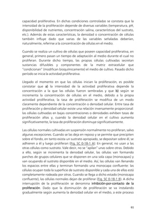 61
capacidad proliferativa. En dichas condiciones controladas se constata que la
intensidad de la proliferación depende de diversas variables (temperatura, pH,
disponibilidad de nutrientes, concentración salina, características del sustrato,
etc.). Además de estas características, la densidad o concentración de células
también influye dado que varias de las variables señaladas deberían,
naturalmente, referirse a la concentración de células en el medio.
Cuando se realiza un cultivo de células que poseen capacidad proliferativa, en
general, primero pasan un tiempo de adaptación al medio durante el cual no
proliferan. Durante dicho tiempo, las propias células cultivadas secretan
sustancias difusibles y componentes de la matriz extracelular que
“condicionan” (modifican bioquímicamente) el medio de cultivo. Pasado dicho
período se inicia la actividad proliferativa.
Llegado el momento en que las células inician la proliferación, es posible
constatar que a) la intensidad de la actividad proliferativa depende la
concentración a la que las células fueron sembradas y que b) según se
incrementa la concentración de células en el medio, debido a la propia
actividad proliferativa, la tasa de proliferación se modifica de un modo
claramente dependiente de la concentración o densidad celular. Entre tasa de
proliferación y densidad celular existe una relación inversamente proporcional:
las células cultivadas en bajas concentraciones o densidades exhiben tasas de
proliferación altas y, cuando la densidad celular en el cultivo aumenta
significativamente, la tasa de proliferación disminuye significativamente.
Las células normales cultivadas en suspensión normalmente no proliferan, salvo
algunas excepciones. Cuando se las deja en reposo y se permite que precipiten
sobre el fondo, en tanto exista un sustrato apropiado, se depositan sobre él, se
adhieren a él y luego proliferan (Fig. SC 0-18-1 A). En general, no usan a las
otras células como sustrato. Vale decir, no se “apilan” unas sobre otras. Debido
a ello, según se incrementa la densidad celular, las células van formando
parches de grupos celulares que se disponen en una sola capa (monocapas) y
van ocupando el sustrato disponible en el medio. Así, las células van llenando
los espacios entre ellas y terminan formando una monocapa confluente: las
células ocupan toda la superficie de sustrato disponible y cada una de ellas está
completamente rodeada por otras. Cuando se llega a dicho estado (monocapa
confluente), las células normales dejan de proliferar (Fig. SC 0-18-1 B). A dicha
interrupción de la proliferación se denomina inhibición-por-contacto de la
proliferación. Dado que la disminución de proliferación se va instalando
gradualmente según aumenta la densidad celular en el medio, a este proceso
 