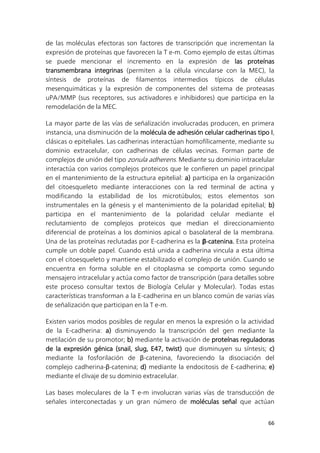 66
de las moléculas efectoras son factores de transcripción que incrementan la
expresión de proteínas que favorecen la T e-m. Como ejemplo de estas últimas
se puede mencionar el incremento en la expresión de las proteínas
transmembrana integrinas (permiten a la célula vincularse con la MEC), la
síntesis de proteínas de filamentos intermedios típicos de células
mesenquimáticas y la expresión de componentes del sistema de proteasas
uPA/MMP (sus receptores, sus activadores e inhibidores) que participa en la
remodelación de la MEC.
La mayor parte de las vías de señalización involucradas producen, en primera
instancia, una disminución de la molécula de adhesión celular cadherinas tipo I,
clásicas o epiteliales. Las cadherinas interactúan homofílicamente, mediante su
dominio extracelular, con cadherinas de células vecinas. Forman parte de
complejos de unión del tipo zonula adherens. Mediante su dominio intracelular
interactúa con varios complejos proteicos que le confieren un papel principal
en el mantenimiento de la estructura epitelial: a) participa en la organización
del citoesqueleto mediante interacciones con la red terminal de actina y
modificando la estabilidad de los microtúbulos; estos elementos son
instrumentales en la génesis y el mantenimiento de la polaridad epitelial; b)
participa en el mantenimiento de la polaridad celular mediante el
reclutamiento de complejos proteicos que median el direccionamiento
diferencial de proteínas a los dominios apical o basolateral de la membrana.
Una de las proteínas reclutadas por E-cadherina es la β-catenina. Esta proteína
cumple un doble papel. Cuando está unida a cadherina vincula a esta última
con el citoesqueleto y mantiene estabilizado el complejo de unión. Cuando se
encuentra en forma soluble en el citoplasma se comporta como segundo
mensajero intracelular y actúa como factor de transcripción (para detalles sobre
este proceso consultar textos de Biología Celular y Molecular). Todas estas
características transforman a la E-cadherina en un blanco común de varias vías
de señalización que participan en la T e-m.
Existen varios modos posibles de regular en menos la expresión o la actividad
de la E-cadherina: a) disminuyendo la transcripción del gen mediante la
metilación de su promotor; b) mediante la activación de proteínas reguladoras
de la expresión génica (snail, slug, E47, twist) que disminuyen su síntesis; c)
mediante la fosforilación de β-catenina, favoreciendo la disociación del
complejo cadherina-β-catenina; d) mediante la endocitosis de E-cadherina; e)
mediante el clivaje de su dominio extracelular.
Las bases moleculares de la T e-m involucran varias vías de transducción de
señales interconectadas y un gran número de moléculas señal que actúan
 