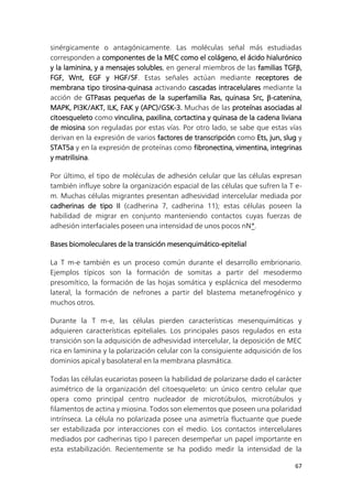 67
sinérgicamente o antagónicamente. Las moléculas señal más estudiadas
corresponden a componentes de la MEC como el colágeno, el ácido hialurónico
y la laminina, y a mensajes solubles, en general miembros de las familias TGF,
FGF, Wnt, EGF y HGF/SF. Estas señales actúan mediante receptores de
membrana tipo tirosina-quinasa activando cascadas intracelulares mediante la
acción de GTPasas pequeñas de la superfamilia Ras, quinasa Src, -catenina,
MAPK, PI3K/AKT, ILK, FAK y (APC)/GSK-3. Muchas de las proteínas asociadas al
citoesqueleto como vinculina, paxilina, cortactina y quinasa de la cadena liviana
de miosina son reguladas por estas vías. Por otro lado, se sabe que estas vías
derivan en la expresión de varios factores de transcripción como Ets, jun, slug y
STAT5a y en la expresión de proteínas como fibronectina, vimentina, integrinas
y matrilisina.
Por último, el tipo de moléculas de adhesión celular que las células expresan
también influye sobre la organización espacial de las células que sufren la T e-
m. Muchas células migrantes presentan adhesividad intercelular mediada por
cadherinas de tipo II (cadherina 7, cadherina 11); estas células poseen la
habilidad de migrar en conjunto manteniendo contactos cuyas fuerzas de
adhesión interfaciales poseen una intensidad de unos pocos nN*.
Bases biomoleculares de la transición mesenquimático-epitelial
La T m-e también es un proceso común durante el desarrollo embrionario.
Ejemplos típicos son la formación de somitas a partir del mesodermo
presomítico, la formación de las hojas somática y esplácnica del mesodermo
lateral, la formación de nefrones a partir del blastema metanefrogénico y
muchos otros.
Durante la T m-e, las células pierden características mesenquimáticas y
adquieren características epiteliales. Los principales pasos regulados en esta
transición son la adquisición de adhesividad intercelular, la deposición de MEC
rica en laminina y la polarización celular con la consiguiente adquisición de los
dominios apical y basolateral en la membrana plasmática.
Todas las células eucariotas poseen la habilidad de polarizarse dado el carácter
asimétrico de la organización del citoesqueleto: un único centro celular que
opera como principal centro nucleador de microtúbulos, microtúbulos y
filamentos de actina y miosina. Todos son elementos que poseen una polaridad
intrínseca. La célula no polarizada posee una asimetría fluctuante que puede
ser estabilizada por interacciones con el medio. Los contactos intercelulares
mediados por cadherinas tipo I parecen desempeñar un papel importante en
esta estabilización. Recientemente se ha podido medir la intensidad de la
 