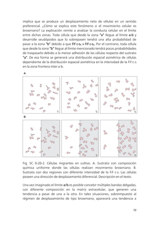 72
implica que se produce un desplazamiento neto de células en un sentido
preferencial. ¿Cómo se explica este fenómeno si el movimiento celular es
browniano? La explicación remite a analizar la conducta celular en el límite
entre dichas zonas. Toda célula que desde la zona “a” llegue al límite a-b y
desarrolle seudópodos que lo sobrepasen tendrá una alta probabilidad de
pasar a la zona “b” debido a que Fif c-sb > Fif c-sa. Por el contrario, toda célula
que desde la zona “b” llegue al límite mencionado tendrá pocas probabilidades
de traspasarlo debido a la menor adhesión de las células respecto del sustrato
“a”. De esa forma se generará una distribución espacial asimétrica de células
dependiente de la distribución espacial asimétrica en la intensidad de la Fif c-s
en la zona frontera inter a-b.
Fig. SC 0-20-2. Células migrantes en cultivo. A. Sustrato con composición
química uniforme donde las células realizan movimiento browniano. B.
Sustrato con dos regiones con diferente intensidad de la Fif c-s. Las células
poseen una dirección de desplazamiento diferencial. Descripción en el texto.
Una vez imaginado el límite a/b es posible concebir múltiples bandas delgadas,
con diferente composición en la matriz extracelular, que generen una
tendencia a pasar de una a la otra. En tales situaciones, sobreimpuesto al
régimen de desplazamiento de tipo browniano, aparecerá una tendencia a
 