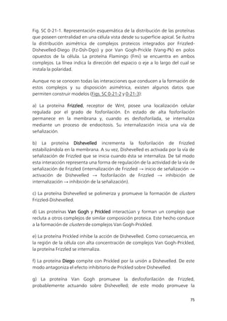 75
Fig. SC 0-21-1. Representación esquemática de la distribución de las proteínas
que poseen centralidad en una célula vista desde su superficie apical. Se ilustra
la distribución asimétrica de complejos proteicos integrados por Frizzled-
Dishevelled-Diego (Fz-Dsh-Dgo) y por Van Gogh-Prickle (Vang-Pk) en polos
opuestos de la célula. La proteína Flamingo (Fmi) se encuentra en ambos
complejos. La línea indica la dirección del espacio o eje a lo largo del cual se
instala la polaridad.
Aunque no se conocen todas las interacciones que conducen a la formación de
estos complejos y su disposición asimétrica, existen algunos datos que
permiten construir modelos (Figs. SC 0-21-2 y 0-21-3):
a) La proteína Frizzled, receptor de Wnt, posee una localización celular
regulada por el grado de fosforilación. En estado de alta fosforilación
permanece en la membrana y, cuando es desfosforilada, se internaliza
mediante un proceso de endocitosis. Su internalización inicia una vía de
señalización.
b) La proteína Dishevelled incrementa la fosforilación de Frizzled
estabilizándola en la membrana. A su vez, Dishevelled es activada por la vía de
señalización de Frizzled que se inicia cuando ésta se internaliza. De tal modo
esta interacción representa una forma de regulación de la actividad de la vía de
señalización de Frizzled (internalización de Frizzled → inicio de señalización →
activación de Dishevelled → fosforilación de Frizzled → inhibición de
internalización → inhibición de la señalización).
c) La proteína Dishevelled se polimeriza y promueve la formación de clusters
Frizzled-Dishevelled.
d) Las proteínas Van Gogh y Prickled interactúan y forman un complejo que
recluta a otros complejos de similar composición proteica. Este hecho conduce
a la formación de clusters de complejos Van Gogh-Prickled.
e) La proteína Prickled inhibe la acción de Dishevelled. Como consecuencia, en
la región de la célula con alta concentración de complejos Van Gogh-Prickled,
la proteína Frizzled se internaliza.
f) La proteína Diego compite con Prickled por la unión a Dishevelled. De este
modo antagoniza el efecto inhibitorio de Prickled sobre Dishevelled.
g) La proteína Van Gogh promueve la desfosforilación de Frizzled,
probablemente actuando sobre Dishevelled; de este modo promueve la
 