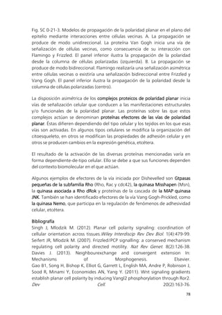78
Fig. SC 0-21-3. Modelos de propagación de la polaridad planar en el plano del
epitelio mediante interacciones entre células vecinas. A. La propagación se
produce de modo unidireccional. La proteína Van Gogh inicia una vía de
señalización de células vecinas, como consecuencia de su interacción con
Flamingo y Frizzled. El panel inferior ilustra la propagación de la polaridad
desde la columna de células polarizadas (izquierda). B. La propagación se
produce de modo bidireccional. Flamingo realizaría una señalización asimétrica
entre células vecinas o existiría una señalización bidireccional entre Frizzled y
Vang Gogh. El panel inferior ilustra la propagación de la polaridad desde la
columna de células polarizadas (centro).
La disposición asimétrica de los complejos proteicos de polaridad planar inicia
vías de señalización celular que conducen a las manifestaciones estructurales
y/o funcionales de la polaridad planar. Las proteínas sobre las que estos
complejos actúan se denominan proteínas efectores de las vías de polaridad
planar. Éstas difieren dependiendo del tipo celular y los tejidos en los que esas
vías son activadas. En algunos tipos celulares se modifica la organización del
citoesqueleto, en otros se modifican las propiedades de adhesión celular y en
otros se producen cambios en la expresión genética, etcétera.
El resultado de la activación de las diversas proteínas mencionadas varía en
forma dependiente-de-tipo celular. Ello se debe a que sus funciones dependen
del contexto biomolecular en el que actúan.
Algunos ejemplos de efectores de la vía iniciada por Dishevelled son Gtpasas
pequeñas de la subfamilia Rho (Rho, Rac y cdc42), la quinasa Misshapen (Msn),
la quinasa asociada a Rho dRok y proteínas de la cascada de la MAP quinasa
JNK. También se han identificado efectores de la vía Vang Gogh-Prickled, como
la quinasa Nemo, que participa en la regulación de fenómenos de adhesividad
celular, etcétera.
Bibliografía
Singh J, Mlodzik M. (2012). Planar cell polarity signaling: coordination of
cellular orientation across tissues.Wiley Interdiscip Rev Dev Biol. 1(4):479-99.
Seifert JR, Mlodzik M. (2007). Frizzled/PCP signalling: a conserved mechanism
regulating cell polarity and directed motility. Nat Rev Genet. 8(2):126-38.
Davies J. (2013). Neighbourexchange and convergent extension In:
Mechanisms of Morphogenesis. Elsevier.
Gao B1, Song H, Bishop K, Elliot G, Garrett L, English MA, Andre P, Robinson J,
Sood R, Minami Y, Economides AN, Yang Y. (2011). Wnt signaling gradients
establish planar cell polarity by inducing Vangl2 phosphorylation through Ror2.
Dev Cell. 20(2):163-76.
 