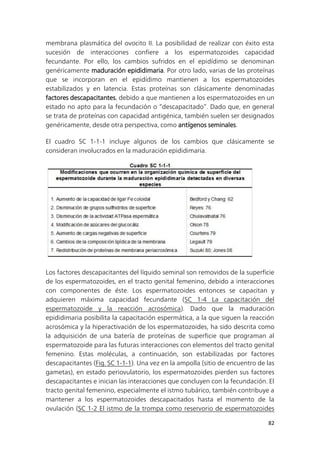82
membrana plasmática del ovocito II. La posibilidad de realizar con éxito esta
sucesión de interacciones confiere a los espermatozoides capacidad
fecundante. Por ello, los cambios sufridos en el epidídimo se denominan
genéricamente maduración epididimaria. Por otro lado, varias de las proteínas
que se incorporan en el epidídimo mantienen a los espermatozoides
estabilizados y en latencia. Estas proteínas son clásicamente denominadas
factores descapacitantes, debido a que mantienen a los espermatozoides en un
estado no apto para la fecundación o “descapacitado”. Dado que, en general
se trata de proteínas con capacidad antigénica, también suelen ser designados
genéricamente, desde otra perspectiva, como antígenos seminales.
El cuadro SC 1-1-1 incluye algunos de los cambios que clásicamente se
consideran involucrados en la maduración epididimaria.
Los factores descapacitantes del líquido seminal son removidos de la superficie
de los espermatozoides, en el tracto genital femenino, debido a interacciones
con componentes de éste. Los espermatozoides entonces se capacitan y
adquieren máxima capacidad fecundante (SC 1-4 La capacitación del
espermatozoide y la reacción acrosómica). Dado que la maduración
epididimaria posibilita la capacitación espermática, a la que siguen la reacción
acrosómica y la hiperactivación de los espermatozoides, ha sido descrita como
la adquisición de una batería de proteínas de superficie que programan al
espermatozoide para las futuras interacciones con elementos del tracto genital
femenino. Estas moléculas, a continuación, son estabilizadas por factores
descapacitantes (Fig. SC 1-1-1). Una vez en la ampolla (sitio de encuentro de las
gametas), en estado periovulatorio, los espermatozoides pierden sus factores
descapacitantes e inician las interacciones que concluyen con la fecundación. El
tracto genital femenino, especialmente el istmo tubárico, también contribuye a
mantener a los espermatozoides descapacitados hasta el momento de la
ovulación (SC 1-2 El istmo de la trompa como reservorio de espermatozoides
 
