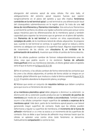 9
elongación del extremo apical de estas células. Por otro lado, el
adelgazamiento del extremo apical requiere fuerzas que operen
tangencialmente en el plano del epitelio y que ello implica fenómenos
contráctiles en la red terminal apical. La red terminal es una diferenciación local
del citoesqueleto submembranoso en la región apical. Se trata de una red
densa de microfilamentos y filamentos intermedios. Esta estructura filamentosa
y contrácitil le confiere a la célula una rigidez suficiente como para actuar como
apoyo mecánico para las diferenciaciones de la membrana apical y también
capacidad para soportar las tensiones que se generan en el plano del epitelio.
Los filamentos de la red terminal se insertan en sitios especializados, los
complejos de unión, de la membrana lateral de células adyacentes. Se propone
que, cuando la red terminal se contrae, la superficie apical se reduce y dicho
extremo se adelgaza con respecto a la superficie basal. Algunos experimentos
de tratamiento de las células con citocalasina B, un inhibidor de la
polimerización de la actina G, muestran que inhibe el cambio de forma descrito.
2) Si las células pudieran cambiar de forman independientemente unas de
otras, cosa que podría ocurrir si no existieran fuerzas de adhesión
intersuperficial entre sus membranas laterales, el efecto global sobre el epitelio
sería el que se ilustra en la figura SC 0-2-1B.
3) Por el contrario, si las células cambian de forma reteniendo los contactos que
los unen a las células adyacentes, el cambio de forma celular se integra en un
resultado global diferente que involucra a toda la lámina epitelial (figura SC 0-
2-1 C). El epitelio abandona la disposición plana y se pliega.
4) Nótese que existe un conjunto de requisitos teóricos que deben cumplirse
para que ocurra un fenómeno de este tipo:
a) La membrana plasmática apical debe plegarse o disminuir su extensión. La
disminución de su extensión puede producirse por la remoción de parches de
membrana por medio de un proceso similar a una endocitosis. También puede
ocurrir si las células comparten mayor superficie de contacto a expensas de la
membrana apical. Vale decir, parte de la membrana apical pasaría a ser lateral
generando mayor superficie de contacto. Dado que las células pueden
deformarse y regular su superficie de membrana, el incremento de la fuerza de
adhesión interfacial c-c o c-mec se asocia a un incremento de las superficies de
contacto. Esto se debe a que fuerzas de adhesión muy intensas hacen que las
células se aplasten unas contra otras (este fenómeno se denomina
habitualmente compactación) o contra la mec.
 