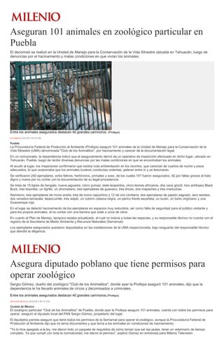 Aseguran 101 animales en zoológico particular en
Puebla
El decomisó se realizó en la Unidad de Manejo para la Conservación de la Vida Silvestre ubicada en Tehuacán, luego de
denuncias por el hacinamiento y malas condiciones en que vivían los animales.
Entre los animales asegurados destacan 40 grandes carnívoros. (Profepa)
NOTIMEX23/02/2015 05:05 PM
Puebla
La Procuraduría Federal de Protección al Ambiente (Profepa) aseguró 101 animales de la Unidad de Manejo para la Conservación de la
Vida Silvestre (UMA) denominada "Club de los Animalitos", por hacinamiento y carecer de la documentación legal.
En un comunicado, la dependencia indicó que el aseguramiento derivó de un operativo de inspección efectuado en dicho lugar, ubicado en
Tehuacán, Puebla, luego de recibir diversas denuncias por las malas condiciones en que se encontraban los animales.
Al acudir al lugar, los inspectores confirmaron que existía nula ambientación en los recintos, que carecían de cuartos de noche y pisos
adecuados, lo que ocasionaba que los animales tuvieran conductas violentas, peleran entre sí y se lesionaran.
Se verificaron 240 ejemplares, entre felinos, herbívoros, primates y aves, de los cuales 101 fueron asegurados, 92 por faltas graves al trato
digno y nueve por no contar con la documentación de su legal procedencia.
Se trata de 15 tigres de bengala, nueve jaguares, cinco pumas, siete leopardos, cinco leones africanos, dos osos grizzli, tres antílopes Black
Buck, tres bisontes, un tigrillo, un dromedario, tres ejemplares de guanaco, tres linces, dos mapaches y tres martuchas.
Asimismo, tres ejemplares de mono araña, tres de mono capuchino y 12 de orix cimitarra, dos ejemplares de papión sagrado, seis seretes,
dos venados temazate, tepezcuintle, tres wapiti, un cotorro cabeza negra, un perico frente escarlata, un tucán, un búho virginiano y una
Guacamaya roja.
En el lugar se detectó hacinamiento de los ejemplares en espacios muy reducidos, así como falta de seguridad para el público visitante y
para los propios animales, al no contar con una barrera que aísle a unos de otros.
En cuanto al Plan de Manejo, tampoco estaba actualizado, el cual no incluía a todas las especies, y su responsable técnico no cuenta con el
registro de la Secretaría de Medio Ambiente y Recursos Naturales (Semarnat).
Los ejemplares asegurados quedaron depositados en las instalaciones de la UMA inspeccionada, bajo resguardo del responsable técnico
que atendió la diligencia.
Asegura diputado poblano que tiene permisos para
operar zoológico
Sergio Gómez, dueño del zoológico "Club de los Animalitos", donde ayer la Profepa aseguró 101 animales, dijo que la
dependencia le ha llevado animales de circos y decomisados a criminales.
Entre los animales asegurados destacan 40 grandes carnívoros.(Profepa)
MILENIO DIGITAL24/02/2015 08:55 AM
Ciudad de México
El zoológico particular "Club de los Animalitos" de Puebla, donde ayer la Profepa aseguró 101 animales, cuenta con todos los permisos para
operar, aseguró el diputado local del PAN Sergio Gómez, propietario del lugar.
El diputados panista aseguró que tiene todos los permisos de la Semarnat para operar el zoológico, aunque la Procuraduría Federal de
Protección al Ambiente dijo que no tenía documentos y que tenía a los animales en condiciones de hacinamiento.
"Yo lo hice apegado a la ley, me dieron todo un paquete de requisitos de cómo tenían que ser las jaulas, tener un veterinario de tiempo
completo. Ya que cumplí con toda la normatividad, me dieron el permiso", explicó Gómez en entrevista para Milenio Televisión.
 