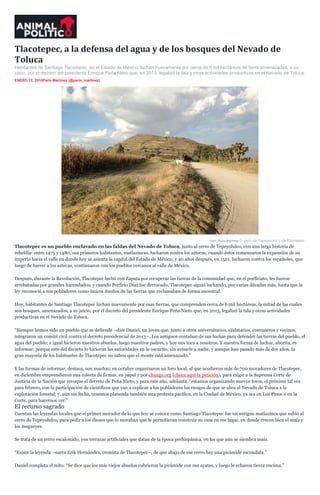 Tlacotepec, a la defensa del agua y de los bosques del Nevado de
Toluca
Habitantes de Santiago Tlacotepec, en el Estado de México, luchan nuevamente por cerca de 6 mil hectáreas de tierra amenazadas, a su
juicio, por el decreto del presidente Enrique Peña Nieto que, en 2013, legalizó la tala y otras actividades productivas en el Nevado de Toluca.
ENERO 12, 2016Paris Martínez (@paris_martinez)
Foto: Paris Martínez.El cerro de Tepeyolulco o de Tlacotepec.
Tlacotepec es un pueblo enclavado en las faldas del Nevado de Toluca, junto al cerro de Tepeyolulco, con una larga historia de
rebeldía: entre 1475 y 1480, sus primeros habitantes, matlazincas, lucharon contra los aztecas, cuando éstos comenzaron la expansión de su
imperio hacia el valle en donde hoy se asienta la capital del Estado de México; y 40 años después, en 1521, lucharon contra los españoles, que
luego de barrer a los aztecas, continuaron con los pueblos cercanos al valle de México.
Después, durante la Revolución, Tlacotepec luchó con Zapata por recuperar las tierras de la comunidad que, en el porfiriato, les fueron
arrebatadas por grandes hacendados; y cuando Porfirio Díaz fue derrocado, Tlacotepec siguió luchando, por varias décadas más, hasta que la
ley reconoció a sus pobladores como únicos dueños de las tierras que reclamaban de forma ancestral.
Hoy, habitantes de Santiago Tlacotepec luchan nuevamente por esas tierras, que comprenden cerca de 6 mil hectáreas, la mitad de las cuales
son bosques, amenazados, a su juicio, por el decreto del presidente Enrique Peña Nieto que, en 2013, legalizó la tala y otras actividades
productivas en el Nevado de Toluca.
“Siempre hemos sido un pueblo que se defiende –dice Daniel, un joven que, junto a otros universitarios, ejidatarios, comuneros y vecinos,
integraron un comité civil contra el decreto presidencial de 2013–. Los antiguos contaban de sus luchas para defender las tierras del pueblo, el
agua del pueblo; e igual hicieron nuestros abuelos, luego nuestros padres, y hoy nos toca a nosotros. Y nuestra forma de luchar, ahorita, es
informar: porque esto del decreto lo hicieron las autoridades en lo oscurito, sin avisarle a nadie, y aunque han pasado más de dos años, la
gran mayoría de los habitantes de Tlacotepec no saben que el monte está amenazado.”
Y las formas de informar, destaca, son muchas: en octubre organizaron un foro local, al que acudieron más de 700 moradores de Tlacotepec,
en diciembre emprendieron una colecta de firmas, en papel y por change.org (checa aquí la petición), para exigir a la Suprema Corte de
Justicia de la Nación que revoque el decreto de Peña Nieto, y para este año, adelanta, “estamos organizando nuevos foros, el próximo tal vez
para febrero, con la participación de científicos que van a explicar a los pobladores los riesgos de que se abra el Nevado de Toluca a la
explotación forestal; y, aún sin fecha, tenemos planeada también una protesta pacífica, en la Ciudad de México, ya sea en Los Pinos o en la
Corte, para hacernos ver.”
El recurso sagrado
Cuentan las leyendas locales que el primer morador de lo que hoy se conoce como Santiago Tlacotepec fue un antiguo matlazinca que subió al
cerro de Tepeyolulco, para pedir a los dioses que lo moraban que le permitieran construir su casa en ese lugar, en donde crecen bien el maíz y
los magueyes.
Se trata de un cerro escalonado, con terrazas artificiales que datan de la época prehispánica, en las que aún se siembra maíz.
“Existe la leyenda –narra Erik Hernández, cronista de Tlacotepec–, de que abajo de ese cerro hay una pirámide escondida.”
Daniel completa el mito: “Se dice que los más viejos abuelos cubrieron la pirámide con sus ayates, y luego le echaron tierra encima.”
.
 