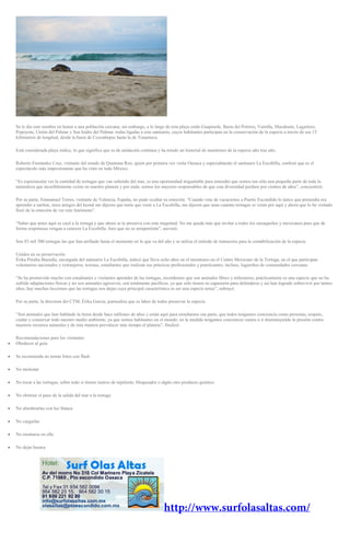 Se le dio este nombre en honor a una población cercana; sin embargo, a lo largo de esta playa están Guapinole, Barra del Potrero, Vainilla, Macahuite, Lagartero,
Popoyote, Unión del Palmar y San Isidro del Palmar, todas ligadas a este santuario, cuyos habitantes participan en la conservación de la especie a través de sus 15
kilómetros de longitud, desde la barra de Cozoaltepec hasta la de Tonameca.
Está considerada playa índice, lo que significa que es de anidación continua y ha tenido un historial de monitoreo de la especie año tras año.
Roberto Fernández Cruz, visitante del estado de Quintana Roo, quien por primera vez visita Oaxaca y especialmente el santuario La Escobilla, confesó que es el
espectáculo más impresionante que ha visto en todo México.
“Es espectacular ver la cantidad de tortugas que van saliendo del mar, es una oportunidad inigualable para entender que somos tan sólo una pequeña parte de toda la
naturaleza que increíblemente existe en nuestro planeta y por ende, somos los mayores responsables de que esta diversidad perdure por cientos de años”, concientizó.
Por su parte, Emmanuel Torres, visitante de Valencia, España, no pudo ocultar su emoción. “Cuando vine de vacaciones a Puerto Escondido lo único que pretendía era
aprender a surfear, unos amigos del hostal me dijeron que tenía que venir a La Escobilla, me dijeron que unas cuantas tortugas se veían por aquí y ahora que lo he visitado
lloré de la emoción de ver este fenómeno”.
“Saber que antes aquí se cazó a la tortuga y que ahora se le preserva con esta magnitud. No me queda más que invitar a todos los oaxaqueños y mexicanos para que de
forma respetuosa vengan a conocer La Escobilla. Juro que no se arrepentirán”, aseveró.
Son 85 mil 500 tortugas las que han arribado hasta el momento en lo que va del año y se utiliza el método de transectos para la contabilización de la especie.
Unidos en su preservación
Érika Peralta Buendía, encargada del santuario La Escobilla, indicó que lleva ocho años en el monitoreo en el Centro Mexicano de la Tortuga, en el que participan
voluntarios nacionales y extranjeros, tesistas, estudiantes que realizan sus prácticas profesionales y practicantes; incluso, lugareños de comunidades cercanas.
“Se ha promovido mucho con estudiantes y visitantes aprender de las tortugas, recordemos que son animales libres y milenarios, prácticamente es una especie que no ha
sufrido adaptaciones físicas y no son animales agresivos, son totalmente pacíficos, ya que sólo tienen su caparazón para defenderse y así han logrado sobrevivir por tantos
años, hay muchas lecciones que las tortugas nos dejan cuya principal característica es ser una especie tenaz”, subrayó.
Por su parte, la directora del CTM, Érika García, puntualiza que es labor de todos preservar la especie.
“Son animales que han habitado la tierra desde hace millones de años y están aquí para enseñarnos esa parte, que todos tengamos conciencia como personas, respeto,
cuidar y conservar todo nuestro medio ambiente, ya que somos habitantes en el mundo; en la medida tengamos conciencia vamos a ir disminuyendo la presión contra
nuestros recursos naturales y de esta manera prevalecer más tiempo el planeta”, finalizó.
Recomendaciones para los visitantes
Obedecer al guía
Se recomienda no tomar fotos con flash
No molestar
No tocar a las tortugas, sobre todo si tienen rastros de repelente, bloqueador o algún otro producto químico
No obstruir el paso de la salida del mar a la tortuga
No alumbrarlas con luz blanca
No cargarlas
No montarse en ella
No dejar basura
 