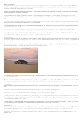 Milagro de la naturaleza
Érika Peralta Buendia, encargada del santuario La Escobilla, informó que este año llegaron alrededor de 150 mil tortugas. Cada tortuga deposita alrededor de 100 huevos,
hay estudios que afirman que sólo nacerá una por cada cien, otros que revelan que únicamente una tortuga entre mil huevecillos; sin embargo, estas playas presentan un
gran número de eclosión, ya que el promedio es del 15 por ciento.
La experta explicó que las variables para que lleguen a la vida es el estado de salud de la madre, la edad de la tortuga y sobre todo, las condiciones ambientales, como la
temperatura y la humedad en el periodo de incubación.
Apuntó que la Comisión Nacional de Áreas Naturales Protegidas (Conanp) pretende que el visitante ingrese de manera ordenada para favorecer las condiciones de
anidación de la tortuga y recomienda que los recorridos sean bajo instrucciones de los guías autorizados, previamente capacitados para conducir al visitante dentro del
área.
Por su parte, la directora del Centro Mexicano de la Tortuga (CTM), Érika García, hizo hincapié en que el visitante debe ponerse en contacto con personal de la Conanp
para que los asesoren y les encomienden con un prestador de servicios autorizado.
“El número de asistentes va en aumento, en 2015 se tiene registro de que llegaron dos mil 500 visitantes legales. Es una de las playas más importantes a nivel nacional e
internacional biológicamente”, aseveró.
Añadió que éstos pueden identificar a los guías por ser de la región y tienen permiso de la Conanp. Actualmente, son 20 los que trabajan con acreditación oficial.
Recomendó que además de seguir las indicaciones básicas, deben llevarse la basura que generen. “Los turistas que nos visitan de ciudades deben comprender que los
desechos que producen en sus propias urbes viene a dar al mar, por lo cual debemos de tomar conciencia”.
Insensibilidad latente
La bióloga Érika Buendia recalca que algo para analizar tanto en extranjeros como en nacionales, es que en los últimos años, en los que la tecnología nos ha alcanzado, se
han presentado conductas que antes no eran muy comunes, por ejemplo, los visitantes prefieren la foto para subirla a redes sociales y esto genera que se rompa el límite del
espacio que se puede tener entre el visitante y la tortuga.
“La gente ya no se da cuenta lo que significa estar en el hábitat natural de la tortuga, ellos buscan la foto, por tener una buena foto pierden el contacto y lazo que pueden
tener con la tortuga, porque no se dan cuenta que están conviviendo en el mismo espacio”, indica.
“La tortuga tiene dos o tres desoves al año, estos arribos hacen de dos a tres horas su instancia en la tierra y nosotros desaprovechamos ese tiempo que la tortuga nos da,
por querer tener la foto”, agrega.
“Tenemos que recordar que primero estuvieron las tortugas y otros animales. La expansión de la mancha urbana nos ha traído hasta aquí, nosotros no le hacemos un favor
a la tortuga, son las tortugas que viven en su hábitat y nos ofrecen el espectáculo, el hábitat no es exclusivo de una sola especie”, remata.
Pelea por la vida
Se tienen registros en Oaxaca de que llegan tres especies más, la tortuga negra, la tortuga laúd y la tortuga carey; sin embargo, es la golfina la que sobresale en un 90 por
ciento.
Esta especie en particular se caracteriza porque tiene un caparazón muy curveado y es una de las especies marinas más chicas.
Existen registros de que se ha encontrado a estas tortugas en Centroamérica, como en Nicaragua e incluso en Perú.
Estas tortugas aventureras, al llegar a la costa, enfrentan una realidad adversa, ya que no sólo llegan desairadas de cansancio, sino por instinto natural entran en transe al
momento de desovar, lo que provoca que se vuelvan presa fácil para los depredadores en tierra, como zopilotes, gaviotas, cigüeñas y garzas, así como mapaches, cangrejos
y perros, estos últimos introducidos por el hombre.
A lo largo del año, en la costa oaxaqueña se viven en promedio de ocho a nueve arribazones. Cada uno varía, en ocasiones pueden durar horas y en otras, de dos a cuatro
días. Como dato curioso, hay registros en los que permaneció más de una semana llegando a quedarse hasta 25 días continuos.
Su funcionamiento
El santuario opera por medio de tres instancias a cargo de la playa como son la Procuraduría Federal de Protección al Ambiente (Profepa), la Marina Armada de México,
encomendada de la vigilancia y la Comisión Nacional de Áreas Naturales Protegidas (Conanp), que se encargan del monitoreo y actividades de conservación.
El santuario La Escobilla es una reserva natural que pertenece a la Conanp y cumple 30 años de ser declarada playa de conservación, título que se le asignó el 29 de
octubre de 1976.
 