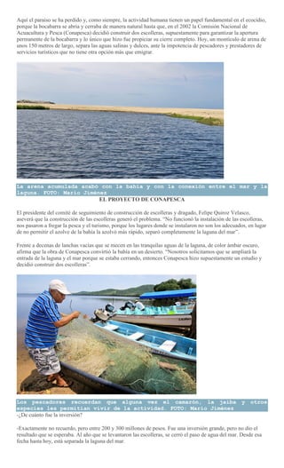 Aquí el paraíso se ha perdido y, como siempre, la actividad humana tienen un papel fundamental en el ecocidio,
porque la bocabarra se abría y cerraba de manera natural hasta que, en el 2002 la Comisión Nacional de
Acuacultura y Pesca (Conapesca) decidió construir dos escolleras, supuestamente para garantizar la apertura
permanente de la bocabarra y lo único que hizo fue propiciar su cierre completo. Hoy, un montículo de arena de
unos 150 metros de largo, separa las aguas salinas y dulces, ante la impotencia de pescadores y prestadores de
servicios turísticos que no tiene otra opción más que emigrar.
La arena acumulada acabó con la bahía y con la conexión entre el mar y la
laguna. FOTO: Mario Jiménez
EL PROYECTO DE CONAPESCA
El presidente del comité de seguimiento de construcción de escolleras y dragado, Felipe Quiroz Velasco,
aseverá que la construcción de las escolleras generó el problema. “No funcionó la instalación de las escolleras,
nos pasaron a fregar la pesca y el turismo, porque los lugares donde se instalaron no son los adecuados, en lugar
de no permitir el azolve de la bahía la azolvó más rápido, separó completamente la laguna del mar”.
Frente a decenas de lanchas vacías que se mecen en las tranquilas aguas de la laguna, de color ámbar oscuro,
afirma que la obra de Conapesca convirtió la bahía en un desierto. “Nosotros solicitamos que se ampliará la
entrada de la laguna y el mar porque se estaba cerrando, entonces Conapesca hizo supuestamente un estudio y
decidió construir dos escolleras”.
Los pescadores recuerdan que alguna vez el camarón, la jaiba y otros
especies les permitían vivir de la actividad. FOTO: Mario Jiménez
-¿De cuánto fue la inversión?
-Exactamente no recuerdo, pero entre 200 y 300 millones de pesos. Fue una inversión grande, pero no dio el
resultado que se esperaba. Al año que se levantaron las escolleras, se cerró el paso de agua del mar. Desde esa
fecha hasta hoy, está separada la laguna del mar.
 