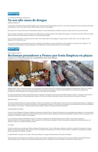 ÚLTIMO REPORTE SEMANAL

Ya son 981 casos de dengue
ISMAEL GARCÍA M.

Los Servicios de Salud de Oaxaca (SSO) reportaron que hasta la semana epidemiológica número 34, se han acumulado 981 casos de dengue confirmados
por laboratorio, el 59.73 por ciento de ellos del tipo clásico y el 40.27, hemorrágico.

De acuerdo con el reporte semanal de la dependencia estatal, con esas estadísticas, la entidad se ubica en el lugar número ocho a nivel nacional.

De los reportes confirmados, los SSO precisaron que 586 casos son dengue clásico y 395, dengue hemorrágico; al momento no se tiene confirmado ningún
deceso a causa de la enfermedad provocada por el mosquito Aedes Aegypti.

Por jurisdicciones sanitarias, Tuxtepec tiene 581 casos, de los cuales 296 son hemorrágicos; le sigue Costa, con 202; Istmo, con 135; Valles, con 39,
Mixteca con 18 y Sierra con seis.

Por otra parte, informó que durante la semana 34 se realizaron actividades de control antivectorial en 24 localidades; a la fecha se han visitado 411 mil
viviendas y se han efectuado rociados especiales en 330 hectáreas y rociado intradomiciliario en mil 491 hogares.




EN SALINA CRUZ

Reclaman pescadores a Pemex por lenta limpieza en playas
EXIGEN LA CONTRATACIÓN DE LUGAREÑOS POR TRES MESES
ROSELIA CHACA/CORRESPONSAL




SALINA CRUZ, OAX.- Durante una reunión en la presidencia municipal de Salina Cruz, pescadores de las agencias de Playa Brasil, Playa Azul y Salinas
del Marqués, reclamaron a los funcionarios de Petróleos Mexicanos (Pemex) la lentitud y falta de responsabilidad en la limpieza de las playas que
contaminó el crudo derramado por la monoboya número 3, en el Golfo de Tehuantepec.

En presencia del alcalde, Gerardo García Henestrosa, los agentes municipales de las tres playas afectadas desde el pasado 11 de agosto, recriminaron a
los representantes que envió la paraestatal para negociar el número de empleos temporales y pago a los pescadores que limpiarán las playas.

MUERTE LENTA

"Nos están matando lentamente, desde que llegaron a Salina Cruz acabaron con nuestro espacio natural. No son una empresa responsable. La negligencia
que ocasionó el derrame no fue natural, fue humana y son responsables. Estamos a 15 días casi y no responden a las demandas de cientos de pescadores
que se quedaron sin sustento", manifestó Odalys Campo Gallegos, agente municipal de Salinas del Marqués.

LAS RAZONES DE PEMEX

En tanto, Fausto Villagomez Grimaldi, subgerente de desarrollo social de Pemex, expresó la disposición de la paraestatal para dialogar con los inconformes
y escuchar las peticiones, expresando en todo momento que la situación está controlada por el personal especializado, además de estar cumpliendo con la
ordenanza de Profepa en relación a las limpiezas.

Los inconformes de Salinas del Marqués exigieron a Pemex la contratación de mil 800 personas por tres meses, lo que durará la limpieza y
descontaminación de las playas y lagunas, con un pago de dos mil 200 pesos semanales; Pemex sólo acepta la contratación de 200 personas por una
semana y media con un pago de 360 pesos diarios.

Las quejas

Al cierre de esta nota, se acordó que Pemex contrataría 420 personas por 13 días a 360 pesos, además de construir un auditorio municipal y un tanque
elevado en Salinas del Marqués. Este acuerdo se dio en la presencia del alcalde, quien en todo momento mostró su respaldo a los pescadores y exigió a
Pemex responder por los daños causados.

La administración municipal, por su parte, informó que interpuso su queja ante Semarnat por los daños al ambiente.

Pemex mantuvo la versión de que la monoboya número 3, que causó la contingencia de mil litros de crudo, ya se puso a flote y fue remolcada hacia el
puerto petrolero para su análisis; los pescadores desmienten la acción y aseguran que sólo fue sellada y mantenida en el fondo del mar.
 