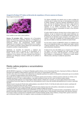 Aseguró la Profepa 577 tubos en floración de orquídeas y 10 aves canoras en Oaxaca
Oaxaca Digital 29 noviembre, 2011 0

                                                                           Los pájaros asegurados son especies que no están en peligro de
                                                                           extinción, pero su captura tiene que ser autorizada por la Secretaría
                                                                           de Medio Ambiente y Recursos Naturales (SEMARNAT). Por su
                                                                           parte, esta clase de orquídea tampoco está sujeta a algún grado de
                                                                           protección por la legislación mexicana, pero sí figura en el
                                                                           Apéndice II de CITES (Convención Sobre el Comercio
                                                                           Internacional de Especies Amenazadas de Fauna y Flora Silvestre,
                                                                           por sus siglas en inglés).

                                                                           El trafico ilegal de especies silvestres tiene un efecto negativo en el
                                                                           ambiente, ya que su extraccion del medio natural disminuye sus
Eran vendidos en mercados y plazas públicas                                poblaciones, así como la base y la recombinación genética, provoca
                                                                           la producción de individuos menos resistentes a los cambios en el
Oaxaca, 29 noviembre 2011.- Inspectores de la Procuraduría                 entorno y, sobre todo, la pérdida de la diversidad genética, por lo
Federal de Protección al Ambiente, adscritos a la Delegación en            que estas actividades se tienen que combatir de manera frontal.
Oaxaca, aseguraron 557 bulbos en floración de una orquídea (Laelia
furfuracea), mismos que, presuntamente, fueron extraídos                   En este mismo contexto, la PROFEPA exhorta a la ciudadanía para
ilegalmente de los bosques de los Valles Centrales de esa entidad y        que en esta temporada navideña, evite adquirir para regalo, mascota
que se vendían en mercados y plazas públicas por comerciantes que          o adornos domésticos, flores y animales silvestres que provengan de
no pudieron acreditar su legal procedencia.                                aprovechamientos clandestinos.

Igualmente, en recorridos de inspección y vigilancia que                   Si dentro de los cinco días hábiles que se otorgaron a los dueños de
permanentemente realiza el personal de la Procuraduría en el               los bulbos y las aves aseguradas para que acrediten su legal
Estado, a fin de evitar el tráfico de flora y fauna silvestres, se         procedencia no lo hacen, serán decomisados y se les dará destino
aseguraron 10 aves canoras y de ornato conocidas como floricano o          final mediante su reincorporación y liberación al medio natural.
capulinero gris (Ptilogonys cinereus), también por no probarse su          Mientras tanto, están bajo el cuidado de especialistas.
posesión legal.




Darán cadena perpetua a secuestradores
Agencia ID/ Tiempo

[08:08] MÉXICO, (Agencias).- La Cámara de Diputados aprobó reformas a la Ley General para Prevenir y Sancionar los Delitos en Materia de
Secuestros que establecen cadena perpetua a quien prive de la vida a su víctima durante el cautiverio.
Con 301 votos a favor 12 en contra y cinco abstenciones, los diputados aprobaron los cambios a la llamada ley antisecuestro que en sus artículos
10 y 11 incorpora la cadena perpetua como máxima sanción.
De acuerdo con los cambios, en el caso de que el o los victimarios ejerzan actos de tortura o violencia sexual en contra de sus víctimas, se les
impondrá una pena de 35 años a cadena perpetua, y una multa económica de entre seis mil y nueve mil días de salario mínimo.
La misma pena podría aplicarse si la víctima llegara a fallecer durante o después de su secuestro, ya sea por alguna alteración de su salud
ocasionada por la privación ilegal de su libertad o por enfermedad previa que no haya sido atendida adecuadamente por los autores o partícipes
del delito.
Además se prevé una pena de 40 años hasta cadena perpetua y una multa de 10 mil a 12 mil días de multa contra los autores o partícipes del
secuestro en el que priven de la vida a las víctimas.
La diputada perredista Enoé Uranga afirmó que la aprobación de las reformas tiene más un fin político, relacionado con una promesa de
campaña del Partido Verde Ecologista (PVEM), que con un combate al flagelo del secuestro.
Los cambios, dijo, cumplirán los ofrecimientos del PVEM a un sector que está de acuerdo con la pena de muerte a secuestradores. Acusó a ese
partido de pretender únicamente cumplir una oferta de campaña sin importar que se violen preceptos internacionales sobre derechos humanos.
En el mismo sentido se pronunciaron los diputados del PT Gerardo Fernández Noroña, Jaime Cárdenas y Enrique Ibarra, quienes sostuvieron
que la reforma privilegia el odio y la venganza, e ignora los preceptos de rehabilitación social.
 