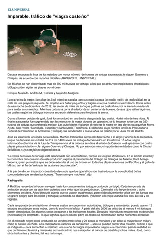 Imparable, tráfico de "viagra costeño"
Oaxaca encabeza la lista de los estados con mayor número de huevos de tortuga saqueados; le siguen Guerrero y
Chiapas, de acuerdo con reportes oficiales (ARCHIVO EL UNIVERSAL)
En 15 años se han decomisado más de 500 mil huevos de tortuga, a los que se atribuyen propiedades afrodisíacas;
biólogos piden vigilar las playas con drones
Enrique Alvarado, Andrés M. Estrada y Alejandro Melgoza
La noche era la mejor cómplice de José mientras cavaba con sus manos cerca de medio metro de profundidad en la
orilla de una playa oaxaqueña. Su objetivo era hallar pequeños y frágiles cuerpos ovalados color blanco. Horas antes
de esa noche de diciembre de 2012, las aletas de miles de tortugas golfinas se deslizaban por la arena humedecida
para anidar a sus retoños. Mientras cada una paría alrededor de un centenar de huevos, de sus ojos salían lágrimas,
las cuales según los biólogos son una secreción defensiva para limpiarse la arena.
Como si fueran pelotas de golf, José los amontonó en una bolsa desgastada tipo costal. Hurtó más de tres nidos. Al
final el saqueador fue sorprendido con las manos en la masa durante un operativo, se lo llevaron junto con los 350
huevos de tortuga que pretendía traficar. Las autoridades vigilaron el resto de la noche en las playas oaxaqueñas Morro
Ayuta, San Pedro Huamelula, Escobilla y Santa María Tonameca. El detenido, cuyo nombre omitió la Procuraduría
Federal de Protección al Ambiente (Profepa), fue condenado a nueve años de prisión por el Juez VII de Distrito.
José es solamente uno más de la cadena. Muchos traficantes como él lo han hecho a lo largo y ancho de la República,
lo que ha derivado en un total de 519 mil 140 huevos de tortuga decomisados en los últimos 15 años, según
información obtenida vía la Ley de Transparencia. A la cabeza se ubica el estado de Oaxaca —el epicentro con cuatro
playas para anidación—, le siguen Guerrero y Chiapas. No por eso son menos importantes entidades como la Ciudad
de México, cuyos registros dejan evidencia.
“La venta de huevo de tortuga está relacionada con una tradición, porque es un gran afrodisíaco. En el ámbito local hay
la costumbre del consumo de este producto”, explica el presidente del Colegio de Biólogos de México, Raúl Arriaga
Becerra, quien puntualiza que se debe extender el uso de drones en todas las playas arenosas del Pacífico y el golfo de
México con el fin de “reforzar las acciones de protección”.
A la par de ello, un inspector consultado denuncia que los operativos son frustrados por la complicidad de las
comunidades que venden los huevos. “Traen siempre machete”, dijo.
Radiografía
A Raúl los recuerdos lo hacen navegar hasta los campamentos tortugueros donde participó. Cada temporada de
arribazón estaba con los ojos bien abiertos para evitar que los perjudicaran. Caminaba a lo largo de siete u ocho
kilómetros de playa. Años después cuenta que se usaron cuatrimotos, pero el desplazamiento veloz con las llantas era
un grave peligro para los nidos y tortugas; la medida se abandonó. Volvieron a la vieja usanza: los pies. De ida y de
regreso.
Cada temporada de anidación en diversas costas se concentran autoridades, biólogos y voluntarios, puesto que en 12
estados se padecen estos robos, como lo confirma el oficio. A partir del año 2000 las crías de al menos 4 mil tortugas
fueron despojadas. En algunos casos atraparon a los traficantes locales. Después “el producto recuperado es destruido
[incinerado] y/o enterrado”, lo que significa que no nacen, pero los restos se reintroducen como nutrientes al hábitat.
En el mercado negro estos productos se venden entre cinco y 25 pesos al menudeo y un peso al mayoreo (un millar),
como si fuesen un chicle. Los compradores varones los consumen —sólo se pueden comer dos máximo, debido a que
es indigesto— para aumentar su virilidad, una suerte de viagra improvisado, según sus creencias, pero la realidad es
que contienen colesterol y minerales como el cadmio que catapultan el cáncer de próstata y otros males. José, como
otros traficantes y clientes, tal vez no lo sepa.
 