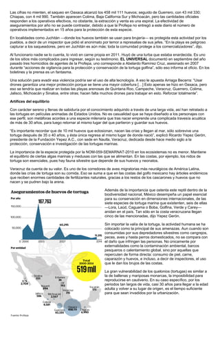 Las cifras no mienten, el saqueo en Oaxaca alcanzó los 458 mil 111 huevos; seguido de Guerrero, con 43 mil 330;
Chiapas, con 4 mil 990. También aparecen Colima, Baja California Sur y Michoacán, pero las cantidades oficiales
responden a los operativos efectivos, no obstante, la extracción y venta es una espiral. La efectividad de
aseguramientos por año no se puede contrastar, debido a que la Profepa no entregó a este diario el número de
operativos implementados en 15 años para la protección de esta especie.
En localidades como Juchitán —donde los huevos también se usan para brujería— es protegida esta actividad por los
pueblos, a decir de un inspector que pidió el anonimato por temor a represalias de sus jefes. “En la playa es peligroso
capturar a los saqueadores, pero en Juchitán es aún más; toda la comunidad protege a los comercializadores”, dijo.
Al funcionario nadie se lo cuenta, lo vivió en carne propia en 2011. Huyó de una turba que estaba enardecida. Es uno
de los sitios más complicados para ingresar, según su testimonio. EL UNIVERSAL documentó en septiembre del año
pasado tres homicidios de agentes de la Profepa, uno corresponde a Abelardo Ramírez Cruz, asesinado en 2007
durante “acciones de vigilancia para la protección y conservación de la tortuga golfina”, sólo eso informa el oficio. En los
boletines y la prensa es un fantasma.
Una solución para evadir esa violencia podría ser el uso de alta tecnología. A eso le apuesta Arriaga Becerra: “Usar
drones garantiza una mejor protección porque se tiene una mayor cobertura […] Esto apenas se hizo en Oaxaca, pero
eso se tendría que realizar en todas las playas arenosas de Quintana Roo, Campeche, Veracruz, Guerrero, Colima,
Jalisco, Michoacán y Sinaloa, entre otras; hacen falta muchos drones para trabajar en esto. Reforzar totalmente”.
Artífices del equilibrio
Con carácter sereno y llenas de sabiduría por el conocimiento adquirido a través de una larga vida, así han retratado a
las tortugas en películas animadas de Estados Unidos. No es casualidad que se haya diseñado a los personajes con
ese perfil, son metáforas acordes a una especie milenaria que tras nacer emprende una complicada travesía acuática
de más de 30 años, para luego retornar al mismo lugar del que partieron y guardar sus huevos.
“Es importante recordar que de 10 mil huevos que eclosionan, nacen las crías y llegan al mar, sólo sobrevive una
tortuga después de 35 o 40 años, y ésta única regresa al mismo lugar de donde nació”, explicó Ricardo Yepez Gerón,
presidente de la Fundación Yepez A.C., con sede en Nautla, Veracruz, dedicada desde hace medio siglo a la
protección, conservación e investigación de las tortugas marinas.
La importancia de la especie protegida por la NOM-059-SEMARNAT-2010 en los ecosistemas no es menor. Mantiene
el equilibrio de ciertas algas marinas y medusas con las que se alimentan. En las costas, por ejemplo, los nidos de
tortuga son esenciales, pues hay fauna silvestre que depende de sus huevos y neonatos.
Veracruz da cuenta de su valor. Es uno de los corredores de aves migratorias más neurálgicos de América Latina,
donde las crías de tortuga son su comida. Eso se suma a que en las costas del golfo mexicano hay árboles endémicos
que reciben enormes cantidades de fertilizantes naturales, gracias a los restos de los cascarones y huevos que no
nacen y se pudren bajo la arena.
Además de la importancia que ostenta este reptil dentro de la
biodiversidad nacional, México desempeña un papel esencial
para su conservación en dimensiones internacionales, de las
siete especies de tortuga marina que existenten, seis de ellas
—Lora, Laúd, Caguama o Boba, Golfina, Verde y Carey—
anidan en el país. Tan sólo en la costa veracruzana llegan
cinco de las mencionadas, dijo Yepez Gerón.
Sin importar la valía de la tortuga, la actividad humana se ha
colocado como la principal de sus amenazas. Aun cuando son
consumidas por sus depredadores silvestres como cangrejos,
peces, aves y hasta perros domesticados, no se compara con
el daño que infringen las personas. No únicamente por
externalidades como la contaminación ambiental, barcos
pesqueros o calentamiento global, sino por aquellas que
repercuten de forma directa: consumo de piel, carne,
caparazón y huevos, e incluso, a decir de inspectores, el uso
que le dan los brujos de las costas.
La gran vulnerabilidad de los quelonios (tortugas) es similar a
la de ballenas y mariposas monarcas, la imposibilidad para
reproducirse en cautiverio. En su caso específico, por los
periodos tan largos de vida, casi 30 años para llegar a la edad
adulta y volver a su lugar de origen, es el tiempo suficiente
para que sean invadidos por la urbanización.
 
