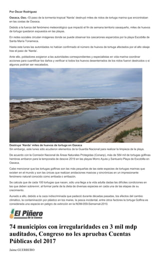 Por Óscar Rodríguez
Oaxaca, Oax.- El paso de la tormenta tropical ‘Narda’ destruyó miles de nidos de tortuga marina que encontraban
en las costas de Oaxaca.
Debido a la fuerza del fenómeno meteorológico que impactó el fin de semana territorio oaxaqueño, miles de huevos
de tortuga quedaron expuestos en las playas.
En redes sociales circulan imágenes donde se puede observar los cascarones esparcidos por la playa Escobilla de
Santa María Tonameca.
Hasta este lunes las autoridades no habían confirmado el número de huevos de tortuga afectados por el alto oleaje
tras el paso de ‘Narda’.
Ante ello, pobladores exigieron a las autoridades correspondientes y especialistas en vida marina coordinar
acciones para cuantificar los daños y verificar si todos los huevos desenterrados de los nidos fueron destruidos o si
algunos podrían ser rescatados.
Destruye ‘Narda’ miles de huevos de tortuga en Oaxaca
Sin embargo, este lunes sólo acudieron elementos de la Guardia Nacional para realizar la limpieza de la playa.
De acuerdo con la Comisión Nacional de Áreas Naturales Protegidas (Conanp), más de 584 mil de tortugas golfinas
hembras arribaron para la temporada de desove 2019 en las playas Morro Ayuta y Santuario Playa de Escobilla en
Oaxaca.
Cabe mencionar que las tortugas golfinas son las más pequeñas de las siete especies de tortugas marinas que
existen en el mundo y son las únicas que realizan anidaciones masivas y sincrónicas en un impresionante
fenómeno natural conocido como arribada o arribazón.
Se calcula que de cada 100 tortugas que nacen, sólo una llega a la vida adulta dadas las difíciles condiciones en
las que deben sobrevivir, al formar parte de la dieta de diversas especies en cada una de las etapas de su
crecimiento.
Aunado a ello, debido a la caza indiscriminada que padeció durante décadas pasadas, los efectos del cambio
climático, la contaminación por plástico en los mares, la pesca incidental, entre otros factores la tortuga Golfina es
considerada una especie en peligro de extinción en la NOM-059-Semarnat-2010.
74 municipios con irregularidades en 3 mil mdp
auditados, Congreso no les apruebas Cuentas
Públicas del 2017
Jaime GUERRERO
 