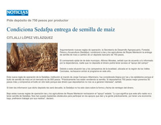 Pide depósito de 750 pesos por productor
Condiciona Sedafpa entrega de semilla de maíz
CITLALLI LÓPEZ VELÁZQUEZ
Argumentando nuevas reglas de operación, la Secretaría de Desarrollo Agropecuario, Forestal,
Pesca y Acuacultura (Sedafpa), condicionó a las y los agricultores de Reyes Mantecón la entrega
de semilla de maíz a cambio de un depósito bancario de 750 pesos.
El comisariado ejidal de de éste municipio, Alfonso Morales, señaló que de acuerdo a lo informado
por la dependencia, nadie que no deposite el dinero podrá tener acceso al "apoyo del campo"
Debido a esta situación las y los campesinos de la localidad, ubicada en la región de los Valles
Centrales, rechazaron entrar al programa en este año.
Esta nueva regla de operación de la Sedafpa, institución al mando de Jorge Carrasco Altamirano, fue considerada ilógica por las y los ejidatarios porque el
bulto de semilla de maíz en el mercado es de 800 pesos. "Prácticamente nos están vendiendo la semilla. Si depositamos 750 pesos mejor ponemos 50
pesos más y compramos el bulto en otro lado porque ese dinero que depositamos no nos va a generar intereses", señaló.
Si bien les informaron que dicho depósito les será devuelto, la Sedafpa no ha sido clara sobre la forma y fecha de reintegro del dinero.
Bajo estas nuevas reglas de operación las y los agricultores de Reyes Mantecón rechazaron el "apoyo" estatal. "Lo que significa que este año nadie va a
tener semilla de Sedafpa. Nos han puesto bastantes obstáculos para participar en los apoyos que dan y la gente prácticamente, por tener una economía
baja, prefirieron trabajar por sus medios", declaró.
 