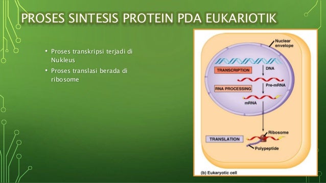 Sintesis Protein Sintesis Protein