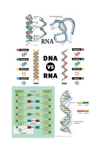SINTESIS PROTEIN KIMIA KELAS 12 IPA BIOLOGI | DOCX