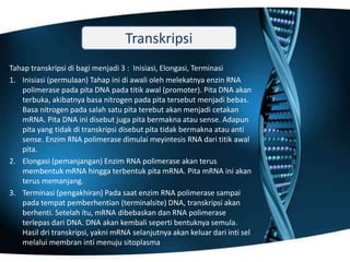 Sintesis_Protein_Kelas_XII_IPA.pptx