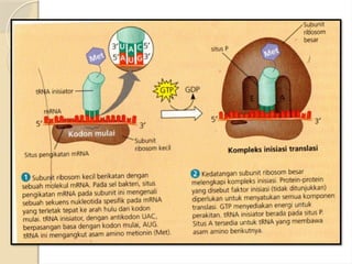 SINTESIS PROTEIN ok kelas xii SMA ok.pptx