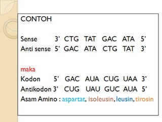 SINTESIS PROTEIN ok kelas xii SMA ok.pptx