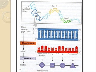 SINTESIS PROTEIN ok kelas xii SMA ok.pptx
