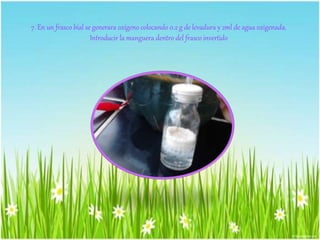 7. En un frasco bial se generara oxígeno colocando 0.2 g de levadura y 2ml de agua oxigenada. 
Introducir la manguera dentro del frasco invertido 
 