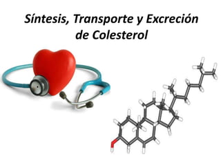 Síntesis, Transporte y Excreción
          de Colesterol
 