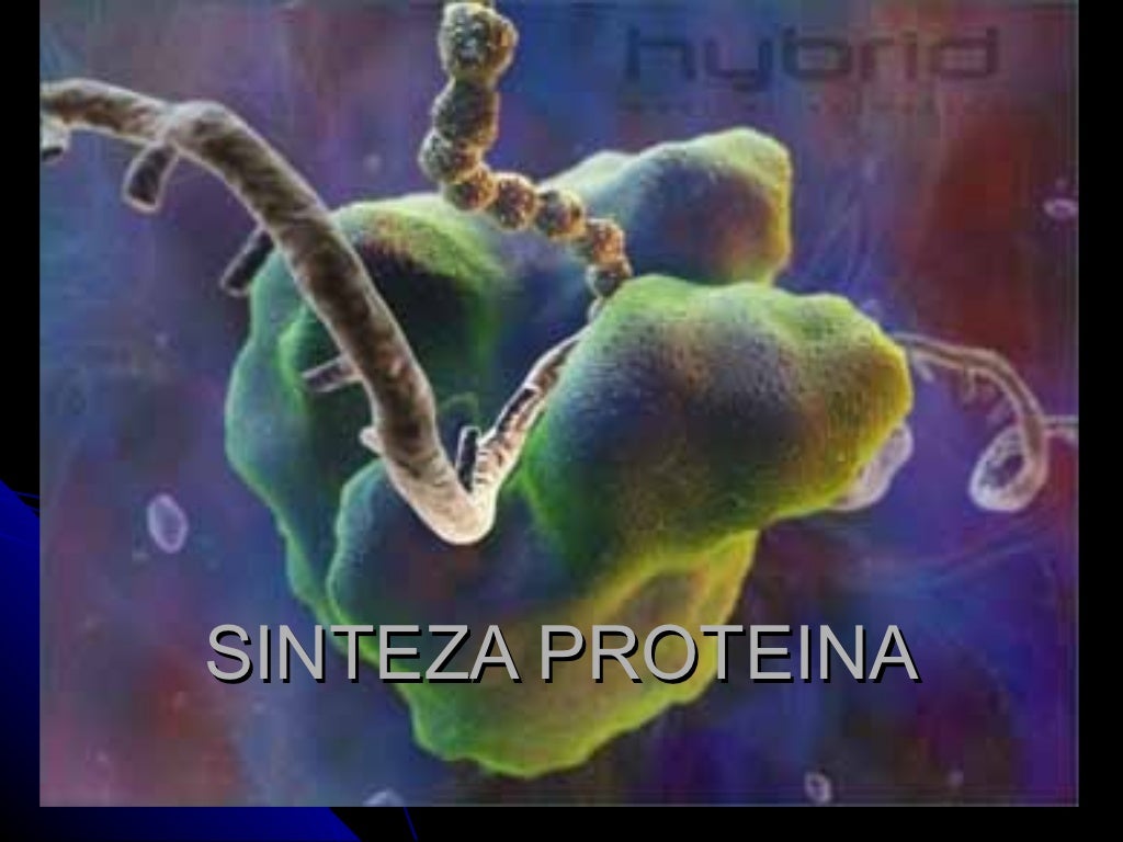 Sinteza proteina