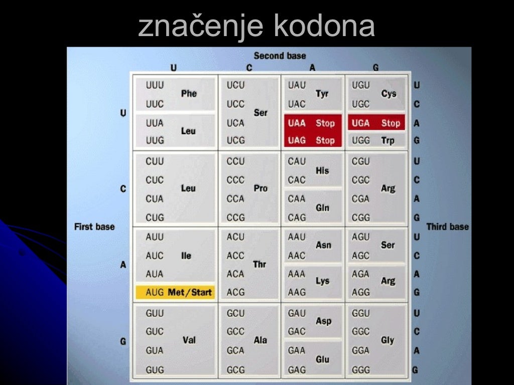 Sinteza proteina