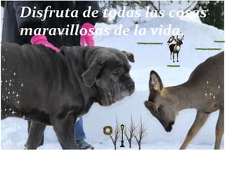 Disfruta de todas las cosas
maravillosas de la vida.
 