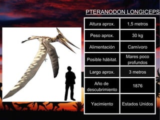 PTERANODON LONGICEPS
Altura aprox. 1,5 metros
Peso aprox. 30 kg
Alimentación Carnívoro
Posible hábitat.
Mares poco
profundos
Largo aprox. 3 metros
Año de
descubrimiento
1876
Yacimiento Estados Unidos
 