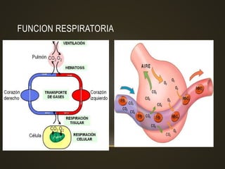 FUNCION RESPIRATORIA
 