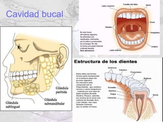 Cavidad bucal
 