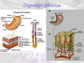Digestión gástrica
 