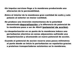 -Un impulso nervioso llega a la membrana produciendo una alteracion de la permeabilidad. -Entra al interior de la membrana gran cantidad de sodio y sale potasio al exterior en menor cantidad. -Se produce una inversión momentanea de la polaridad denominada  deporalización   y la diferencia de potencial de la membrana pasa a ser de 40mV  (potencial de acción) . -La despolarización en un punto de la membrana induce una perturbacion electrica en zonas adyacentes sufriendo una despolarización y alcanzando un nuevo potencial de acción. -Cuando el potencial de accion recorre unos pocos milimetros el punto donde se inicio la perturbacion se repolariza gracias a proteinas transportadoras existentes en la membrana. 