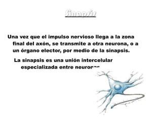 Una vez que el impulso nervioso llega a la zona final del axón, se transmite a otra neurona, o a un órgano elector, por medio de la sinapsis. La sinapsis es una unión intercelular  especializada entre neuronas. Sinapsis 