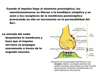 Cuando el impulso llega al elemento presináptico, los neurotransmisores se liberan a la hendidura sináptica y se unen a los receptores de la membrana postsináptica provocando en ella un incremento en la permeabilidad del Na+.  La entrada del sodio despolariza la membrana y hace que el impulso nervioso se propague nuevamente a través de la segunda neurona. Esquema con los principales elementos en una  sinapsis  modelo. La sinapsis permite a las células nerviosas comunicarse con otras a través de los axones y dentritas, transformando una señal eléctrica en otra química. 