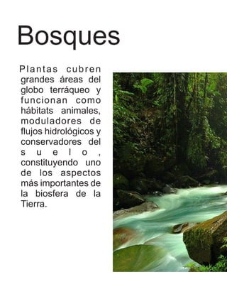 Bosques
Plantas cubren
grandes áreas del
globo terráqueo y
funcionan como
hábitats animales,
moduladores de
flujos hidrológicos y
conservadores del
s u e l o ,
constituyendo uno
de los aspectos
más importantes de
la biosfera de la
Tierra.
 