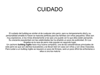 CUIDADO El cuidado del bulldog es similar al de cualquier otro perro, pero su temperamento dócil y su personalidad amable lo hacen la mascota perfecta para las familias con niños pequeños. Ellos son muy expresivos, si los miras directamente a los ojos uno puede ver lo que ellos están pensando. Su creciente popularidad con las celebridades les ha añadido un poco de publicidad. En Los Ángeles es la raza de perro más popular en segundo lugar. Un cachorro  bulldog inglés  hace muy buena compañía, una de las características principales de este perro es que son atentos buscadores y se llevan bien en casa con niños y con otras mascotas. Para cuidar a un bulldog inglés se requiere un poco de firmeza, será un poco difícil de enfrentarse a ellos si uno los malcría 