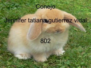 Conejo Jennifer tatiana gutierrez vidal 802 