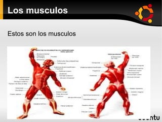 Los musculos Estos son los musculos