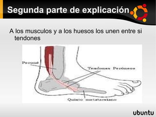 Segunda parte de explicación A los musculos y a los huesos los unen entre si tendones